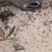 PMs ajudam indígena de 13 anos que entrou em trabalho de parto no interior do Amazonas; vídeo