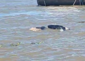 Em menos de 24 horas, três c0rp0s boiam no rio Solimões, no Amazonas