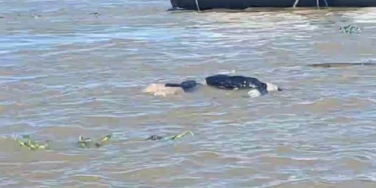 Em menos de 24 horas, três c0rp0s boiam no rio Solimões, no Amazonas