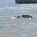 Em menos de 24 horas, três c0rp0s boiam no rio Solimões, no Amazonas
