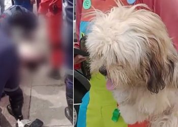 Vídeos: pedestre atropelad0 por micro-ônibus m0rreu com cachorro na calçada em Manaus