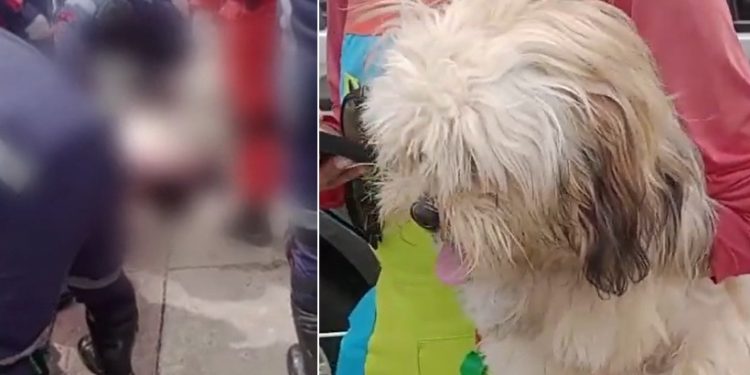 Vídeos: pedestre atropelad0 por micro-ônibus m0rreu com cachorro na calçada em Manaus