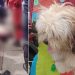Vídeos: pedestre atropelad0 por micro-ônibus m0rreu com cachorro na calçada em Manaus