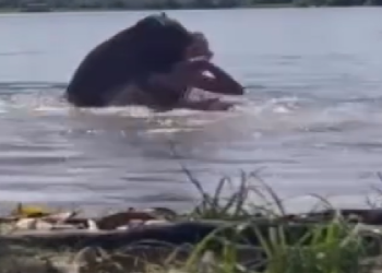 Vídeo: Garota fica com vários f3riment0s após at@que de capivara dentro de lago