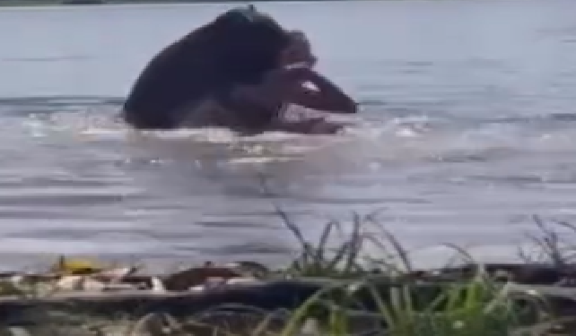 Vídeo: Garota fica com vários f3riment0s após at@que de capivara dentro de lago