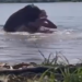 Vídeo: Garota fica com vários f3riment0s após at@que de capivara dentro de lago