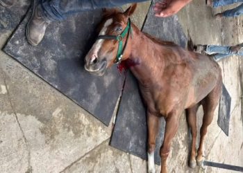 Cavalos avaliados em até R$ 200 mil m0rr3m contaminados no Haras Nilton Lins