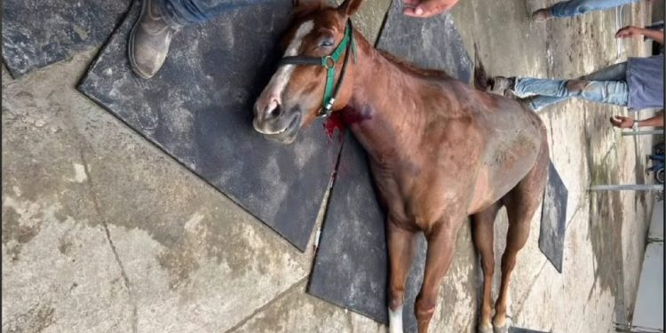 Cavalos avaliados em até R$ 200 mil m0rr3m contaminados no Haras Nilton Lins