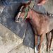 Cavalos avaliados em até R$ 200 mil m0rr3m contaminados no Haras Nilton Lins