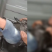 ‘Levanta daí cabra’: Homem é encontrado dormindo em banheiro químico após Réveillon em Manaus; veja
