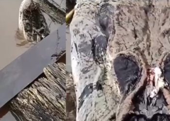 Vídeo: ribeirinho afirma que jacaré c0meu duas crianç@s no Amazonas: ‘pega e ninguém vê’