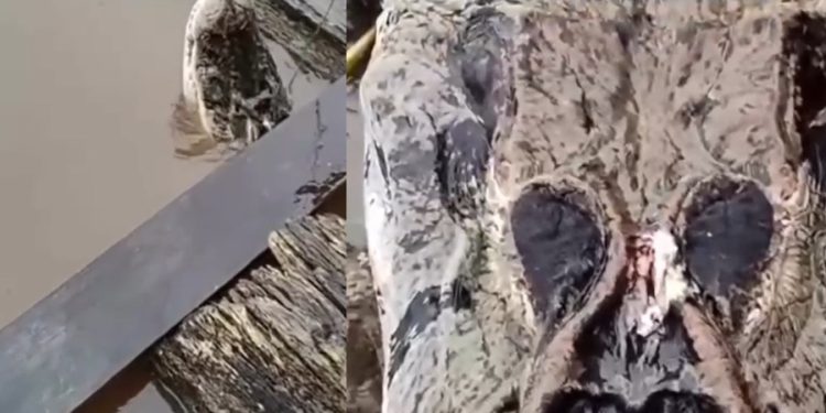 Vídeo: ribeirinho afirma que jacaré c0meu duas crianç@s no Amazonas: ‘pega e ninguém vê’