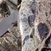 Vídeo: ribeirinho afirma que jacaré c0meu duas crianç@s no Amazonas: ‘pega e ninguém vê’