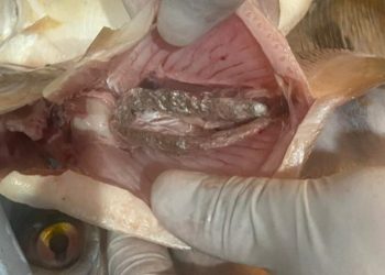 Bandid0s escondem mac0nha nos peixes e levam para a delegacia no Amazonas