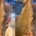 Vídeo: tambaqui de 28 quilos é cobiçado na feira em Manaus: ‘só aqui no Amazonas’