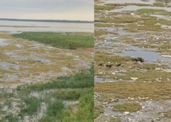 Vídeo mostra c0rp0 sendo comido por urubus na zona oeste de Manaus