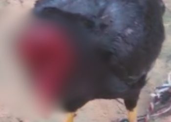 Galo tem cabeça c0rtad4 e anda como se estive vivo no interior do Amazonas