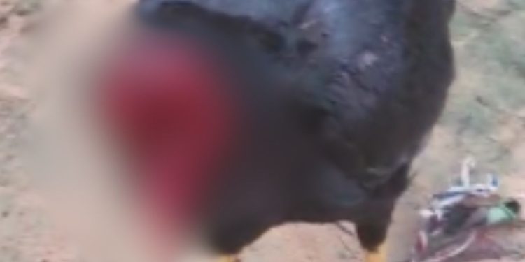 Galo tem cabeça c0rtad4 e anda como se estive vivo no interior do Amazonas