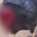 Galo tem cabeça c0rtad4 e anda como se estive vivo no interior do Amazonas