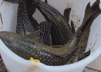 Alagamento em Balneário Camboriú faz moradores se depararem com bodós na rua