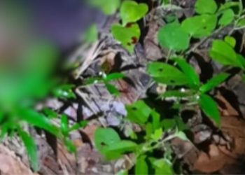 No interior do Amazonas, jovem é m0rt0 com g0lpes de terçado na cabeça