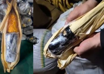 Jovem é presa ao ser flagrada transportando drogas em formato de milho no AM