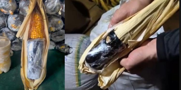 Jovem é presa ao ser flagrada transportando drogas em formato de milho no AM