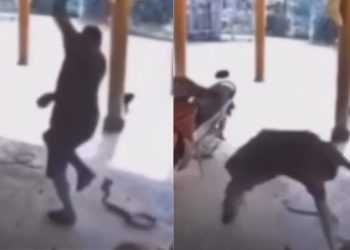 Vídeo: Agricultor paraense escapa 'por um fio' de ser atacado por cobra