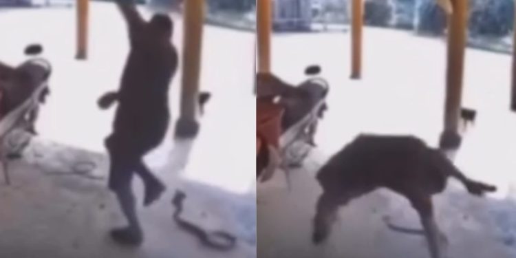Vídeo: Agricultor paraense escapa 'por um fio' de ser atacado por cobra