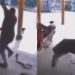 Vídeo: Agricultor paraense escapa 'por um fio' de ser atacado por cobra