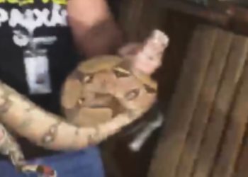 Vídeo mostra cobra que foi encontrada em caminhão dentro do Shopping Sumaúma
