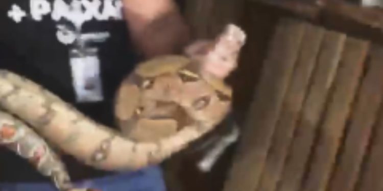 Vídeo mostra cobra que foi encontrada em caminhão dentro do Shopping Sumaúma