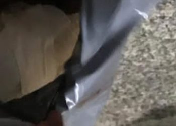 Homem at!r4 contra a Rocam no interior do Amazonas e leva a pior