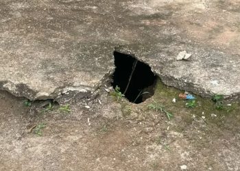 Homem pegou 6 gatos dos vizinhos, mat0u todos e jogou em fossa no Amazonas