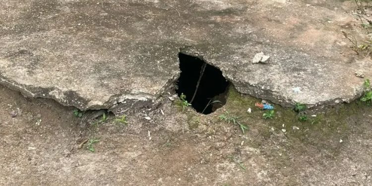 Homem pegou 6 gatos dos vizinhos, mat0u todos e jogou em fossa no Amazonas