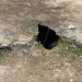 Homem pegou 6 gatos dos vizinhos, mat0u todos e jogou em fossa no Amazonas