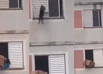 Vídeo emocionante mostra mulher salvando cachorrinho de queda de janela; veja