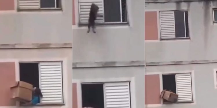 Vídeo emocionante mostra mulher salvando cachorrinho de queda de janela; veja
