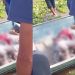 Vídeo: tir0teio entre piratas dos rios e canoeiros deixa feridos no Amazonas