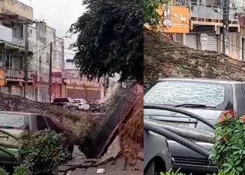 Vídeo: árvore cai em cima de quatro carros após chuva e vento forte em Manaus