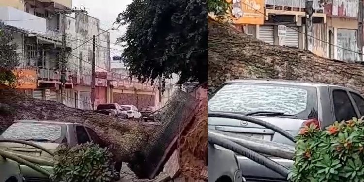 Vídeo: árvore cai em cima de quatro carros após chuva e vento forte em Manaus