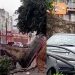 Vídeo: árvore cai em cima de quatro carros após chuva e vento forte em Manaus