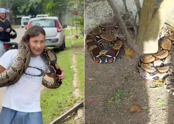 Vídeo: Homem surpreende ao encontrar jiboia e a levar no pescoço no bairro Tarumã