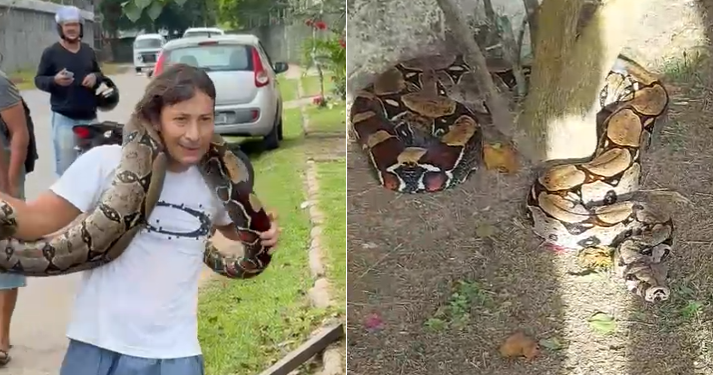 Vídeo: Homem surpreende ao encontrar jiboia e a levar no pescoço no bairro Tarumã