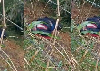 Vídeos: veja momento que homem acha c0rpo na ZL em Manaus: ‘vamos ligar para a polícia’