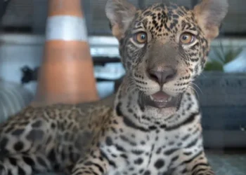 Não era um gatinho: Filhote de onça-pintada que era criado dentro de casa no AM é resgatado