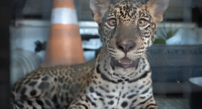 Não era um gatinho: Filhote de onça-pintada que era criado dentro de casa no AM é resgatado