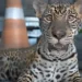 Não era um gatinho: Filhote de onça-pintada que era criado dentro de casa no AM é resgatado