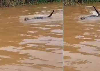 Vídeo: Onça-pintada cruza rio do Amazonas e encanta canoeiro: ‘majestade da Amazônia’