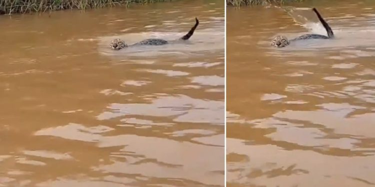 Vídeo: Onça-pintada cruza rio do Amazonas e encanta canoeiro: ‘majestade da Amazônia’